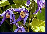 Clematis hendersonii - botanický plamének 