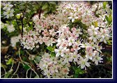 Leiophyllum buxifolium - lysolístek, jedna z nádherných vřesovištních rostlin 