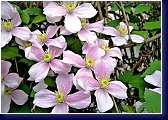 Clematis montana Tetrarose -  botanický plamének 