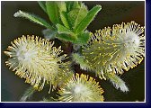 Salix hastata Verhanii - 'kočičky' v detailu 