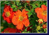 Potentilla fruticosa  Red Ace - mochna křovitá 