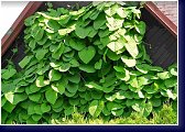 Aristolochia durior, podražec - krásná liána do polostínu 