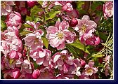 Malus Van Eseltine - květy okrasné jabloně 