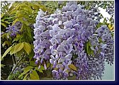 Wistaria floribunda - vistárie 