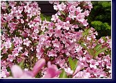 Weigela florida Piccolo - nízký kultivar vajgélie květnaté 