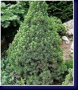 Picea glauca Conica - konický smrk, 
