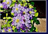 Clematis Multi Blue 
