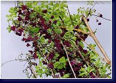Akebia quinata v době květu 