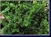 Taxus baccata Amersfoort - bizarně rostoucí, nízký tis, 