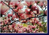 Magnolia x soulangeana, šácholan 