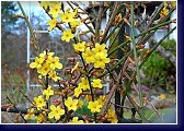 Jasminum nudiflorum - květy pravého jasmínu v předjaří 