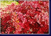 Berberis thunbergii Harlequin - podzimní vybarvení 
