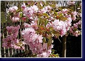 Prunus serrulata Kanzan - slivoň 