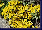 Cytisus decumbens - plazivý čilimník 