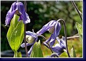 Clematis integrifolia Hendersonii - keřovitě rostoucí plamének 