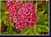 Spiraea Anthony Waterer - tavolník 2012 