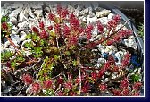 Salix hylematica - miniaturní vrba 
