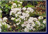 Leiophyllum buxifolium - lysolístek, nízká kráska do vřesovišě 