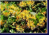 Lonicera x Tellmaniana - žlutě kvetoucí zimolez 