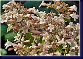 Kolkwitzia amabilis - kolkvície 