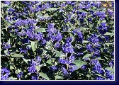 Caryopteris clandonensis Heavenly - caryopteris, ořechoplodec 
