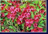 Weigela florida Bristol Ruby - wajgélie 