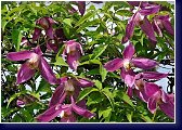 Clematis montana Rubra - botanický plamének 