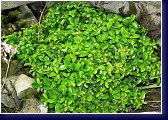 Buxus microphylla - zimostráz 