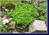 Buxus microphylla - malý zimostráz do skalek 