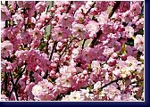 Prunus triloba - okrasná třešeň 