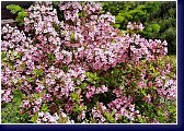 Weigela florida Piccolo - vajgélie květnatá 