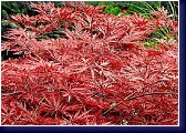 Acer palmatum disectum Atropurpureum, javor dlanitý 