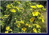 Potentilla fruticosa Klondike - křovitá mochna 