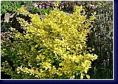 Berberis thumbergii Aurea - svítivě žlutý dřišťál 
