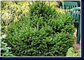 Picea abies Barryi, okrasný smrk 