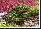 Picea abies Little Gem - letitý zakrslý smrk 