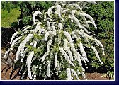Spiraea arguta - tavolník 