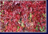 Partenocissus quinquefolia - přísavník, 'psí víno', podzim 