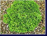 Chamaecyparis pisifera Compressa - miniaturní cypřišek pro každou skalku 