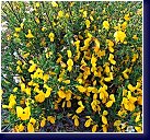 Cytisus scoparius - čilimník 