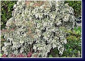 Dosud nevídaně zakvetl pieris Variegata na jaře roku 2013 