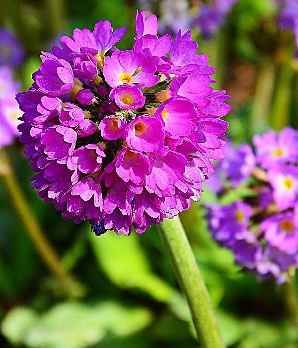 Primula denticulata
