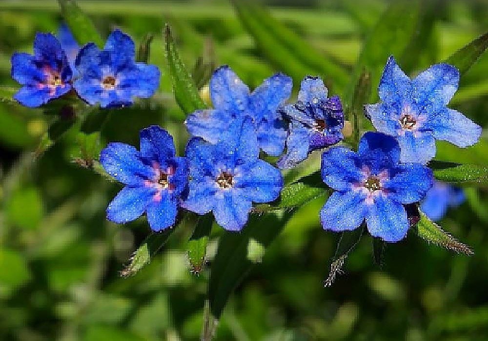 Lithospermum diffusum - kamejka