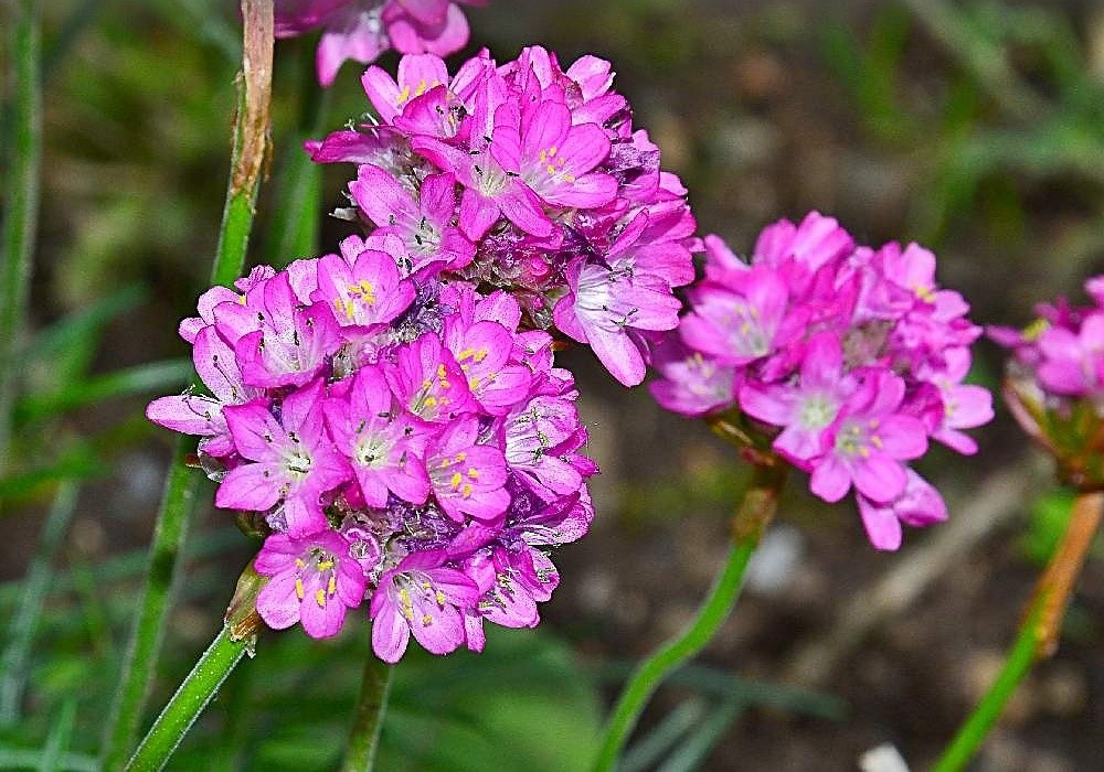 Armeria maritima Laucheana - trávnička