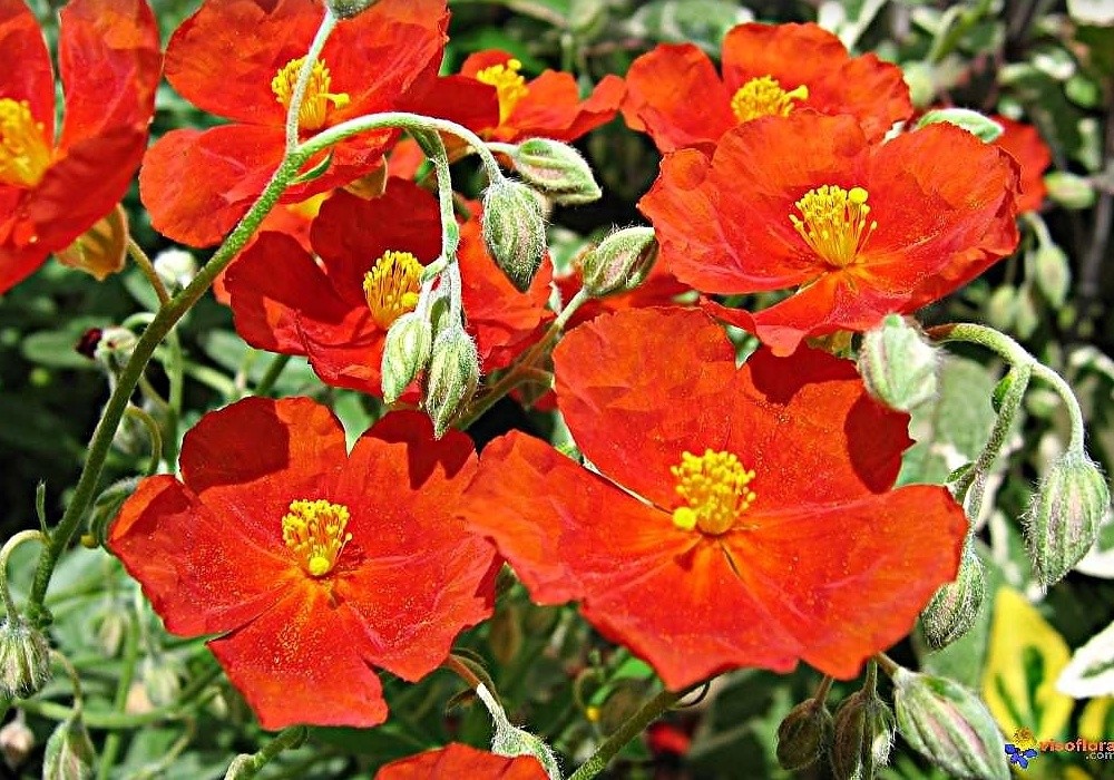 Helianthemum Fire Dragon - devaterník