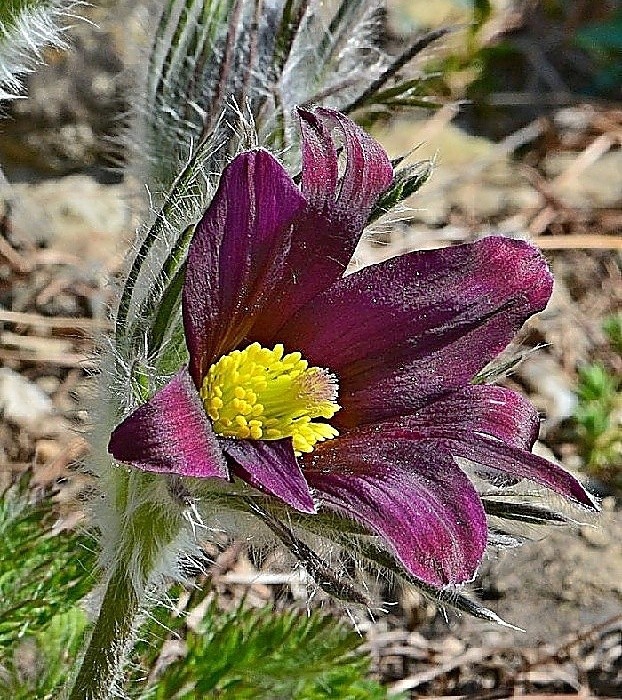 Výpěstek př. Karla Metzla - pulsatilla s tmavým květem