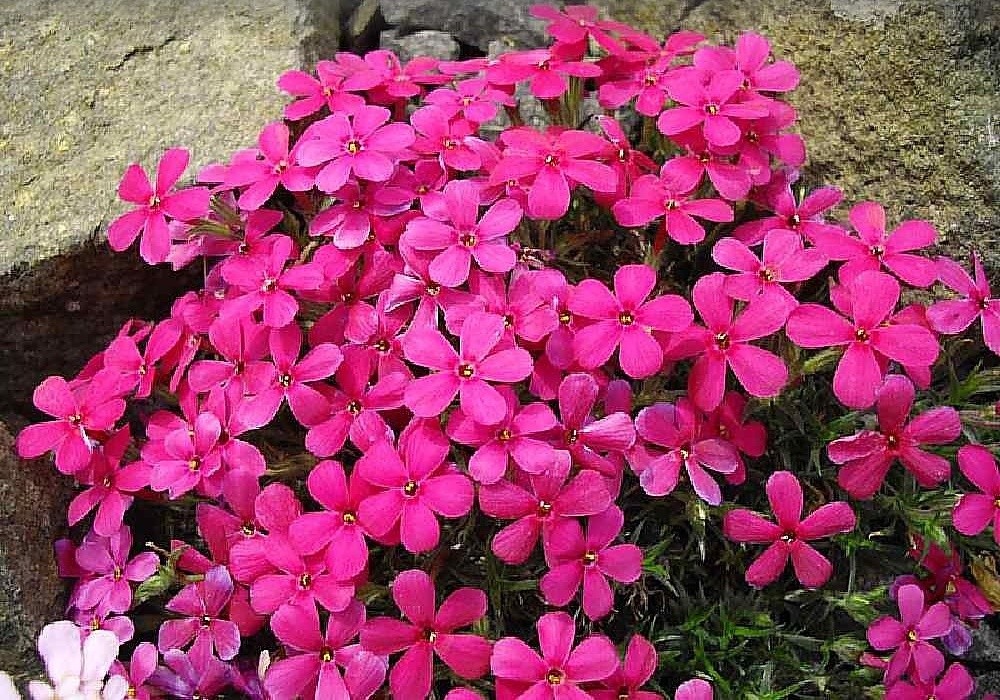 Phlox douglasii Crackerjack - floxík