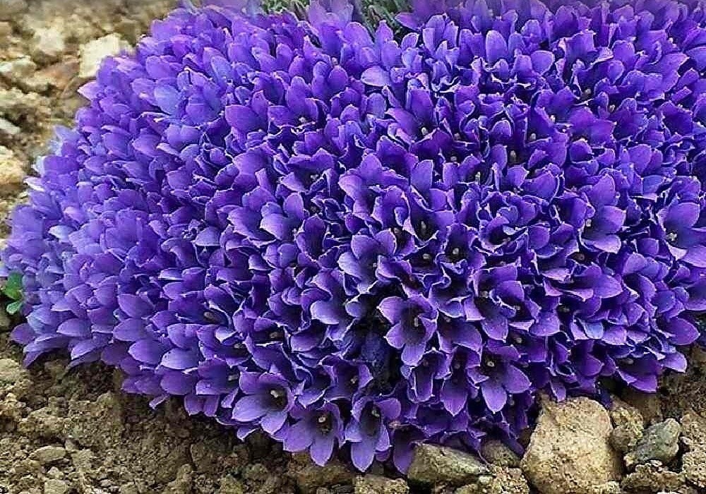 Edraianthus pumilio,  Foto Jaroslav Klima - modroušek