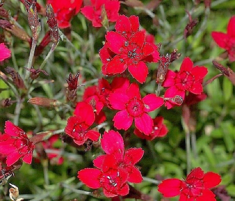Dianthus confetti Deep Red - hvozdík