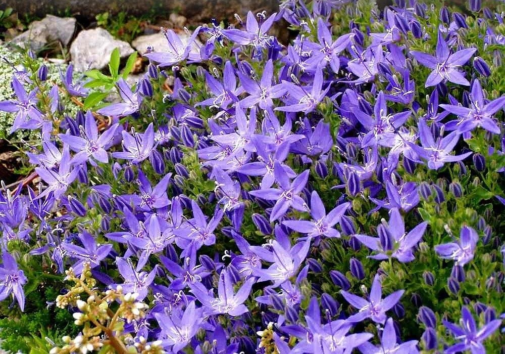 Campanula garganica - poléhavý zvonek